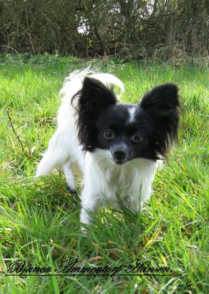 Blanding af racer ZigZag billede 9