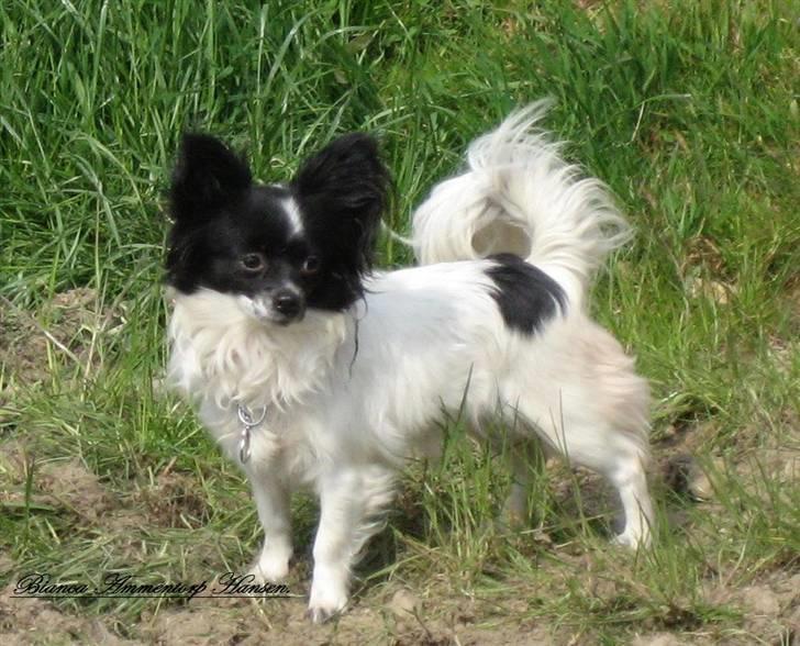 Blanding af racer ZigZag billede 10