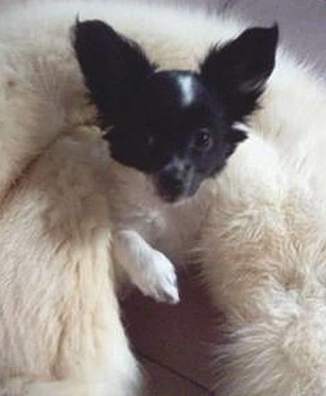 Blanding af racer ZigZag billede 11