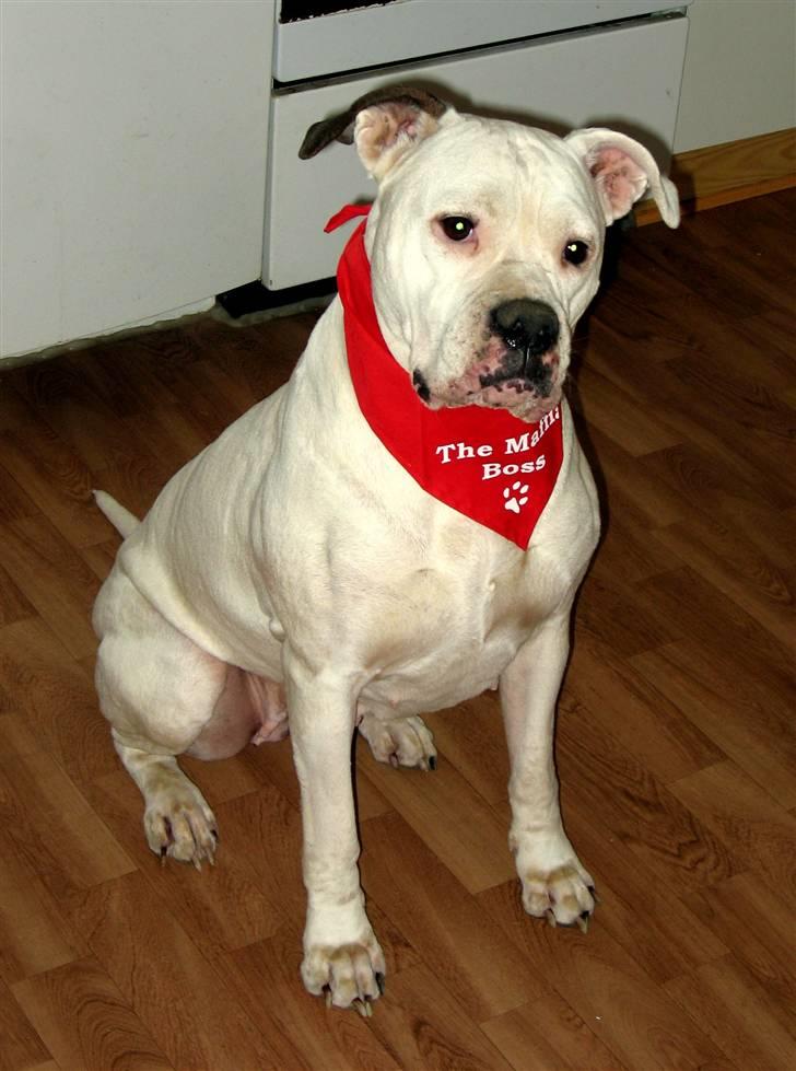 Amerikansk bulldog Thiti (R.I.P.) billede 17