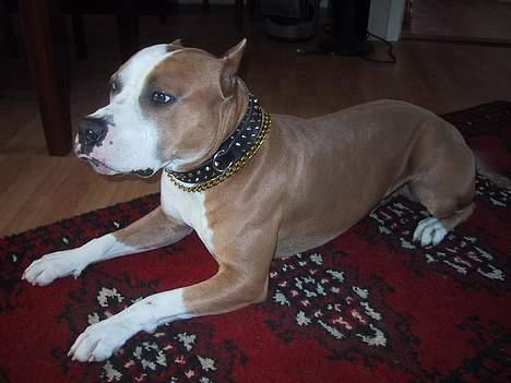 Amerikansk staffordshire terrier Sango - Ja, her posere vi lige....!!!! billede 1