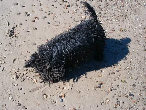 Skotsk terrier Dina *død* - Hygger på stranden, elsker at bade! XD billede 10