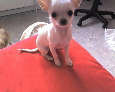 Chihuahua Signe - Signe maninemus billede 7