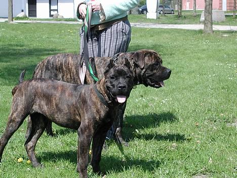 Boerboel Qato billede 1