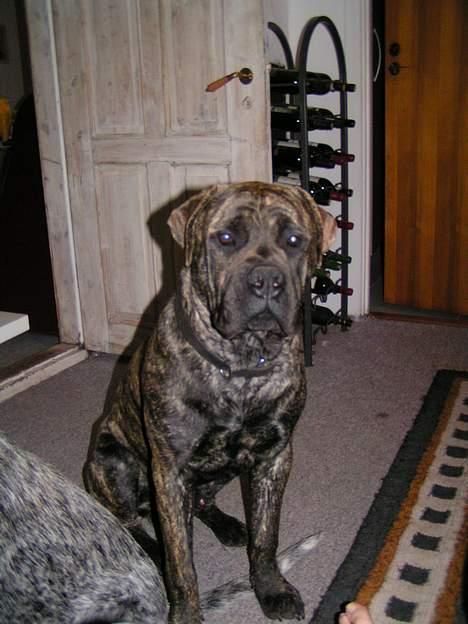 Boerboel Qato billede 2