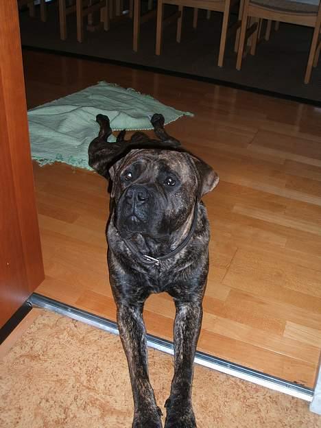 Boerboel Qato billede 3