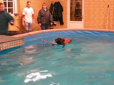 Boerboel Qato billede 4