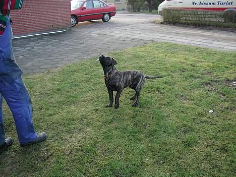 Boerboel Qato billede 5