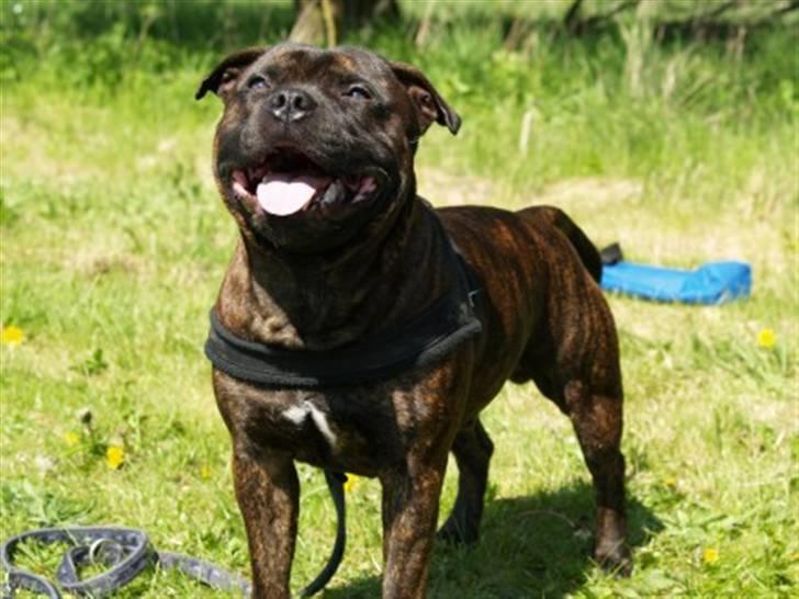 Staffordshire bull terrier Loui billede 1