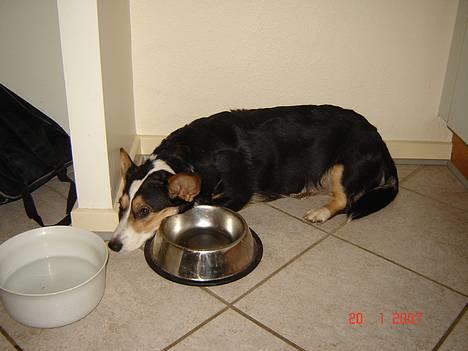 Welsh corgi cardigan A&H Faarup Wimmer - Nu er jeg næsten død af sult billede 18