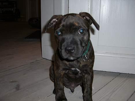 Staffordshire bull terrier Loui billede 2