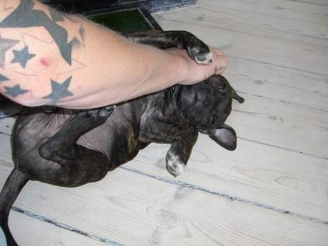 Staffordshire bull terrier Loui billede 4