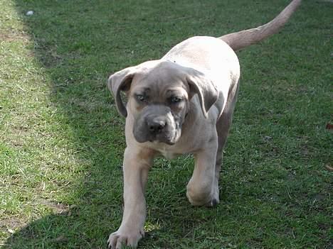 Cane corso Venus billede 1