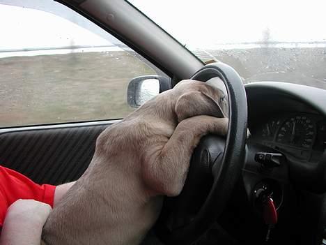 Cane corso Venus billede 2