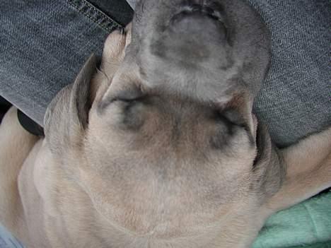 Cane corso Venus billede 3