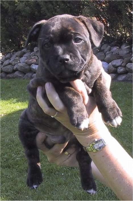 Staffordshire bull terrier Loui billede 7