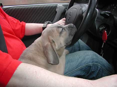 Cane corso Venus billede 4