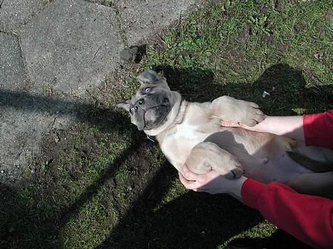 Cane corso Venus billede 5