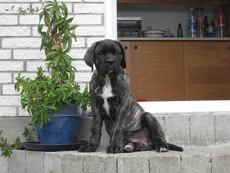 Mastiff engelsk mastiff Hogan - jeg er kongen billede 16