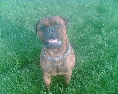 Bullmastiff Hugxi billede 10