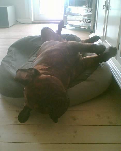 Bullmastiff Hugxi billede 11