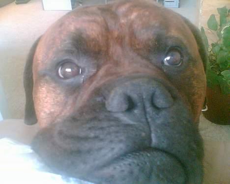 Bullmastiff Hugxi billede 12