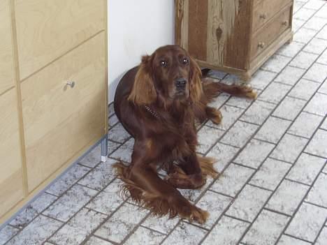 Irsk setter † Boss † R.I.P. Kirstinekjær's Boss - marts 2006 billede 1