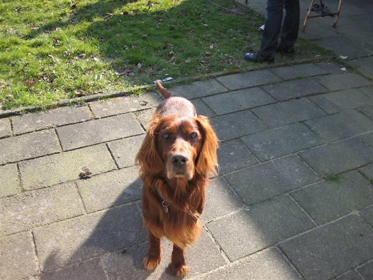 Irsk setter † Boss † R.I.P. Kirstinekjær's Boss billede 2