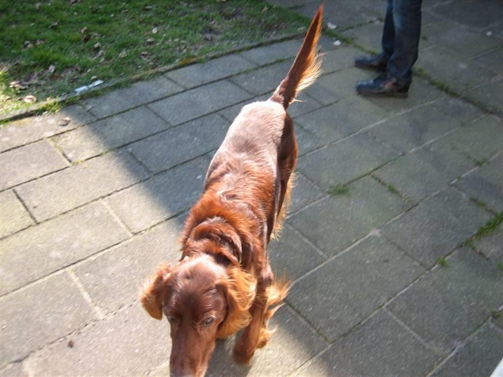 Irsk setter † Boss † R.I.P. Kirstinekjær's Boss billede 3