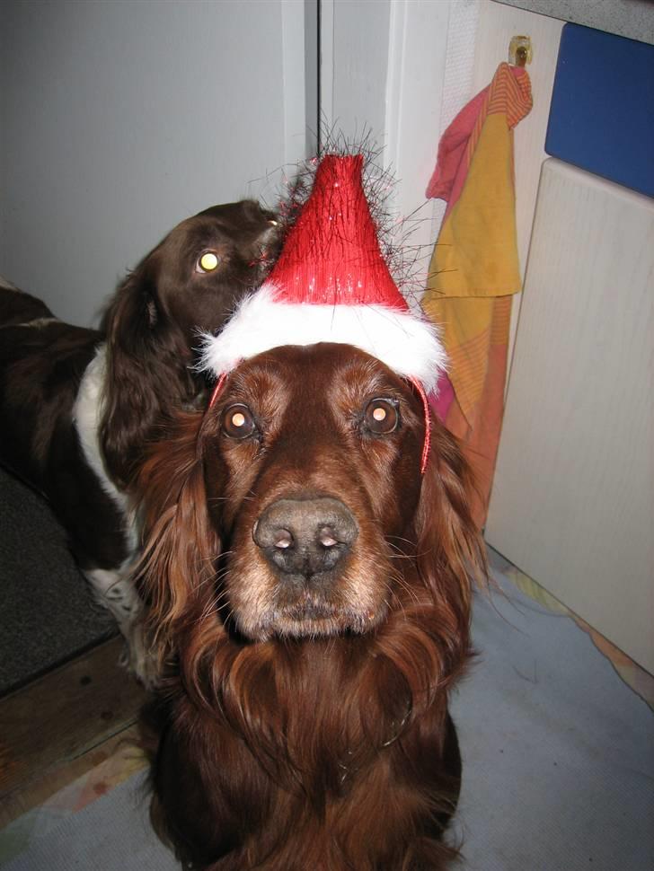 Irsk setter † Boss † R.I.P. Kirstinekjær's Boss billede 4