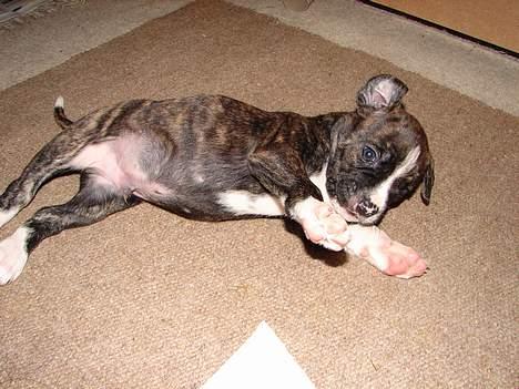 Amerikansk bulldog Boris - skøn og fræk 4 uger billede 6