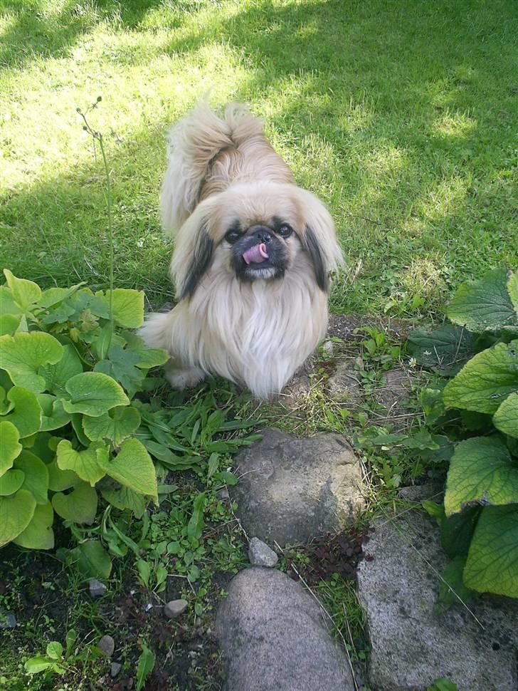 Pekingeser Gismo billede 1