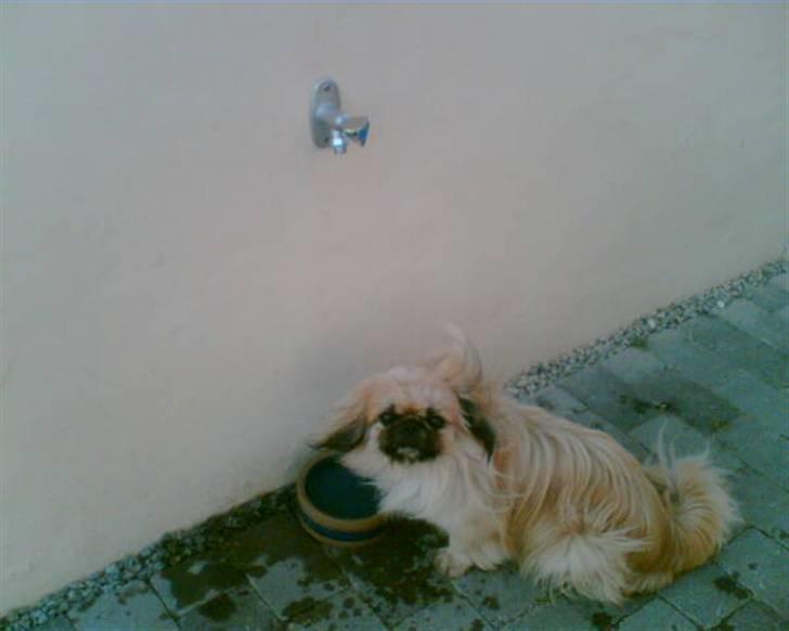 Pekingeser Gismo - Hey total godt tænkt mor...at få far til at sætte vandhane udendørs til vand til os... billede 2
