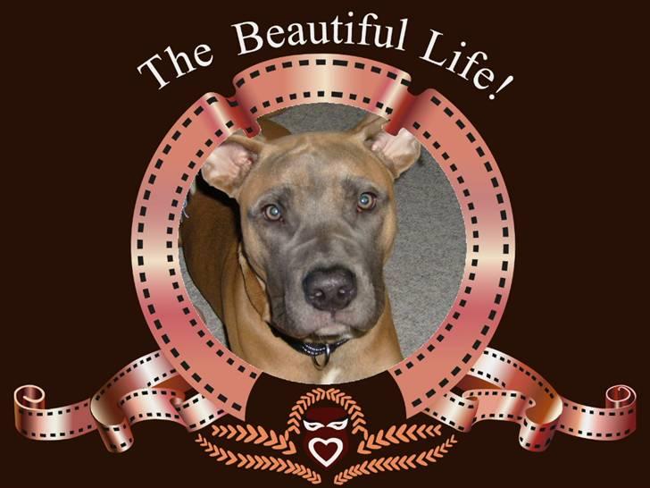 Amerikansk staffordshire terrier Ginous billede 4