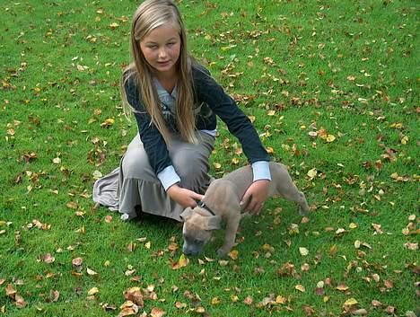 Amerikansk staffordshire terrier Ginous billede 5