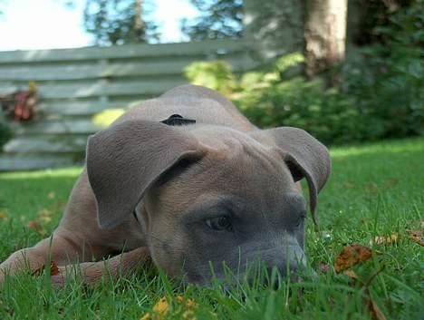 Amerikansk staffordshire terrier Ginous billede 6