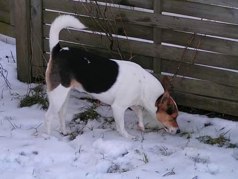 Blanding af racer Molly billede 12