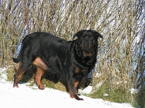 Rottweiler Freja (2011) - Freja i sneen, smukke bamsebjørn billede 20