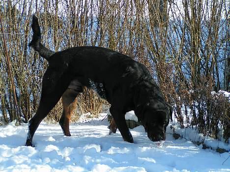 Rottweiler Mr.ChesterField  (09) - Chestermusen leger i sneen :P billede 15