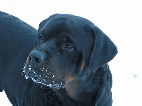 Rottweiler Mr.ChesterField  (09) - Snemule :D billede 16