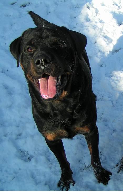 Rottweiler Mr.ChesterField  (09) - Så sød han er :D billede 17