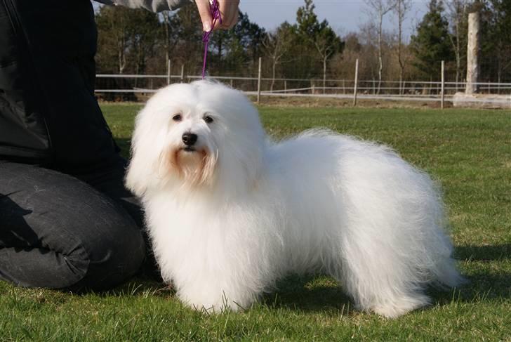 Coton de tulear DKCHKaltofts coton Cookie - D 6 april 2010 billede 1