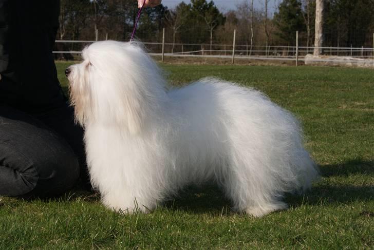 Coton de tulear DKCHKaltofts coton Cookie - April 2010 billede 3