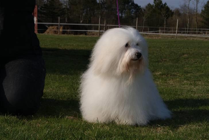 Coton de tulear DKCHKaltofts coton Cookie - hvad ser jeg i det fjerne??? billede 4