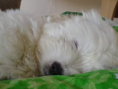 Coton de tulear DKCHKaltofts coton Cookie - De er nu søde når de sover... juli 2006  billede 6