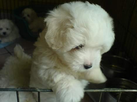 Coton de tulear DKCHKaltofts coton Cookie - Cookie 6 uger billede 8