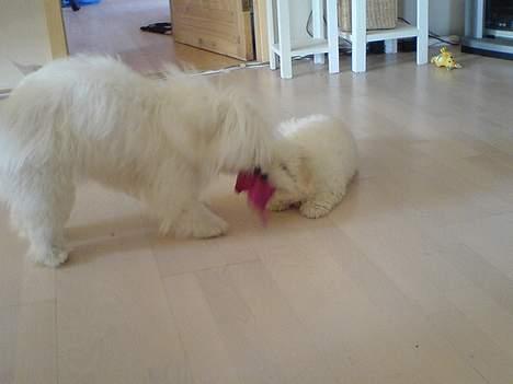 Coton de tulear DKCHKaltofts coton Cookie - Hvem vinder?? billede 12