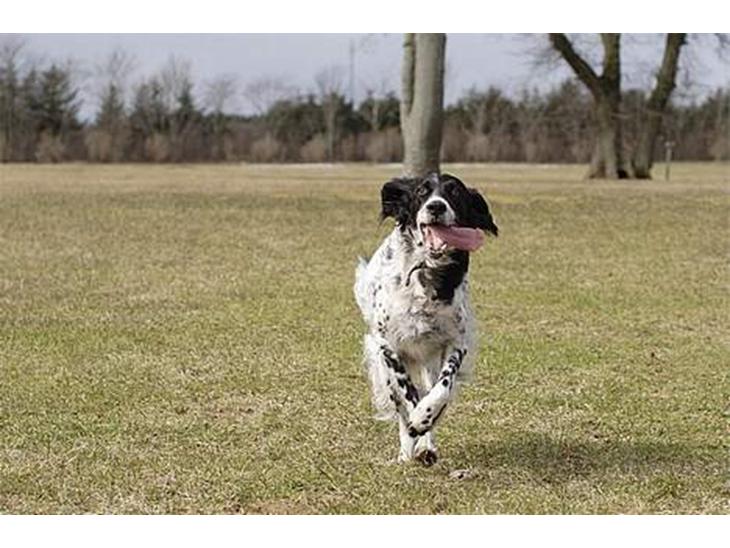 Engelsk setter Donna 1995-2009 billede 1