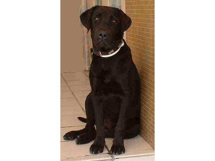 Labrador retriever kuhn billede 1