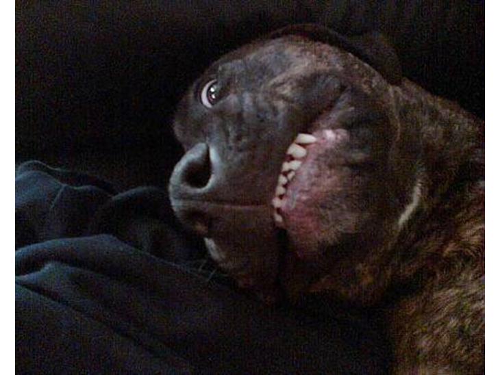 {{currentPhoto.altText}} billede {{currentPhoto.number}}